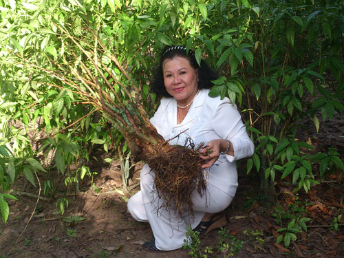 Bà Bảy Nga cùng cây Hoàn Ngọc