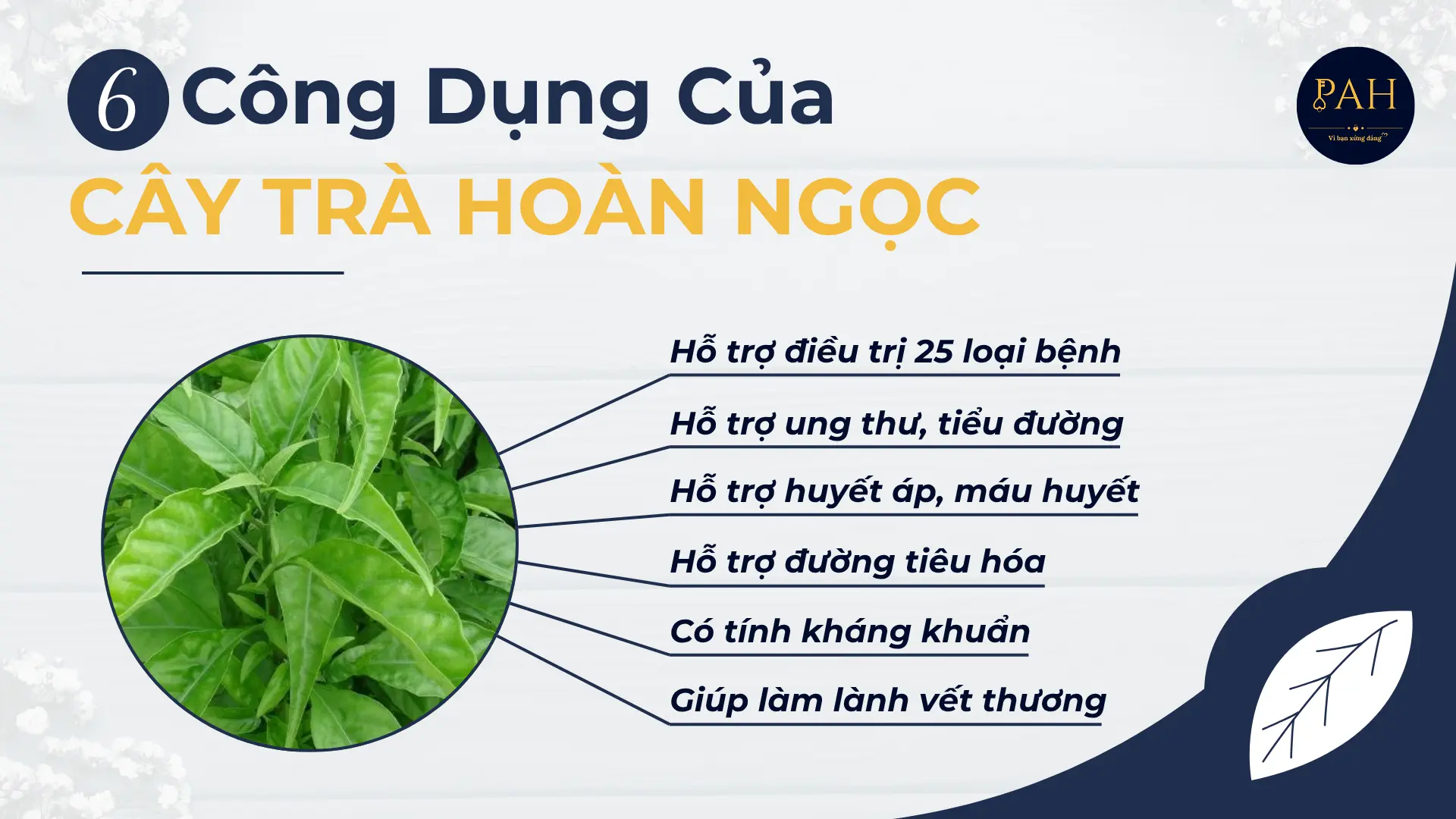 công dụng của cây Hoàn Ngọc 