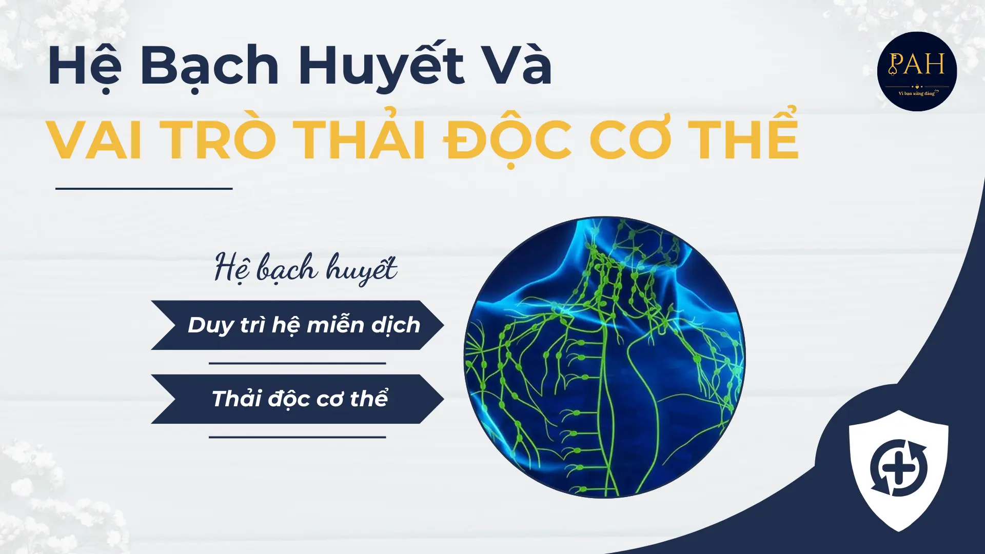 hệ bạch huyết và vai trò thải độc cơ thể