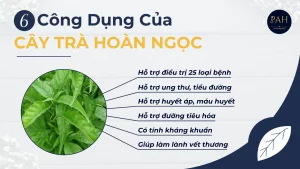 công dụng của cây Hoàn Ngọc