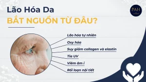 lão hóa da bắt nguồn từ đâu