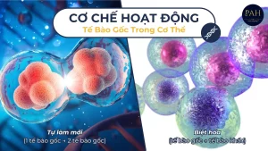Cơ Chế Hoạt Động Của Tế Bào Gốc Trong Cơ Thể