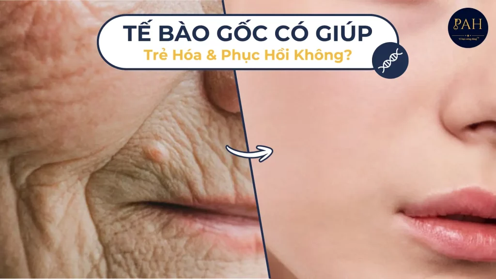 Tế Bào Gốc Có Thực Sự Giúp Trẻ Hóa Và Phục Hồi Cơ Thể?