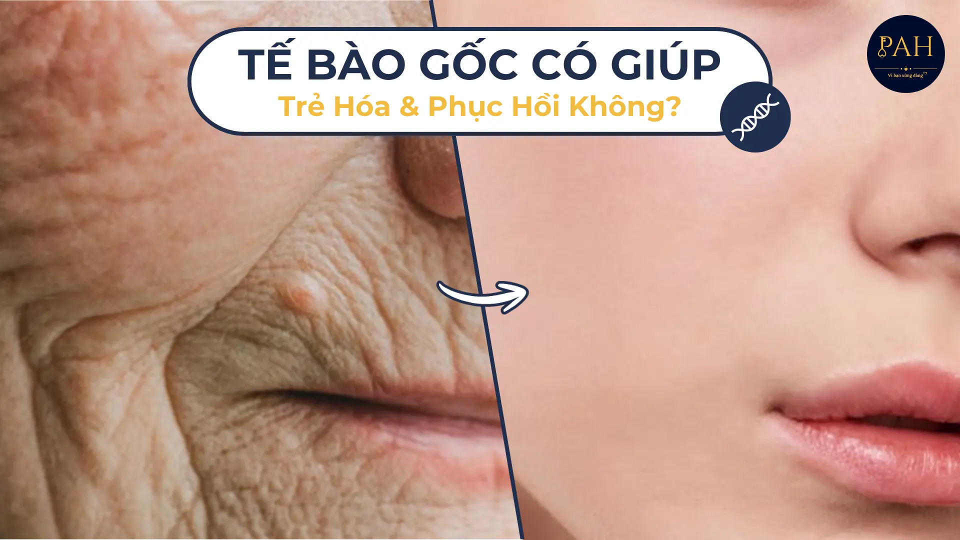 Tế Bào Gốc Có Thực Sự Giúp Trẻ Hóa Và Phục Hồi Cơ Thể?