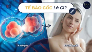 Tế Bào Gốc Là Gì?
