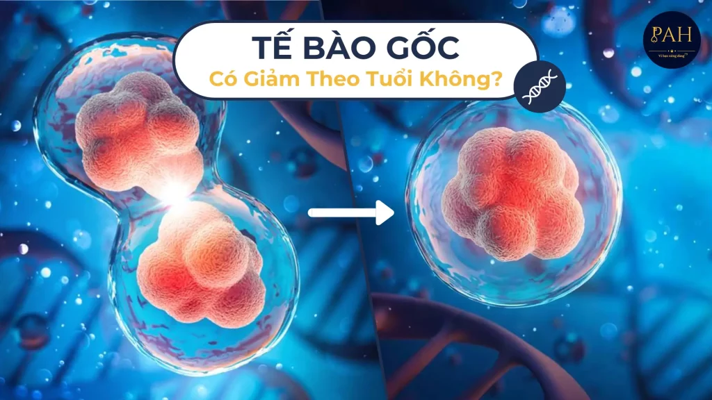 tế bào gốc có tự giảm theo tuổi không