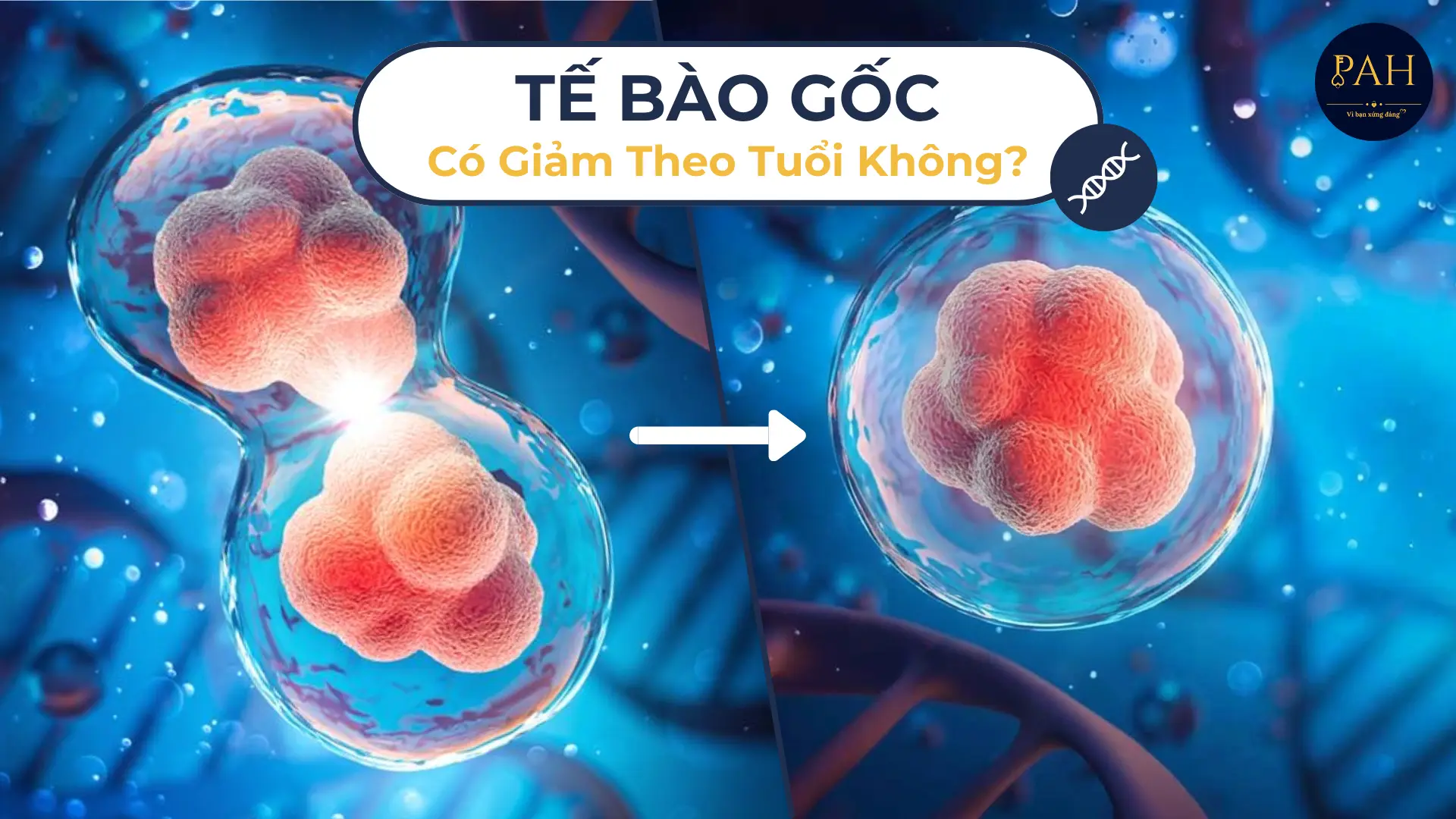 tế bào gốc có tự giảm theo tuổi không